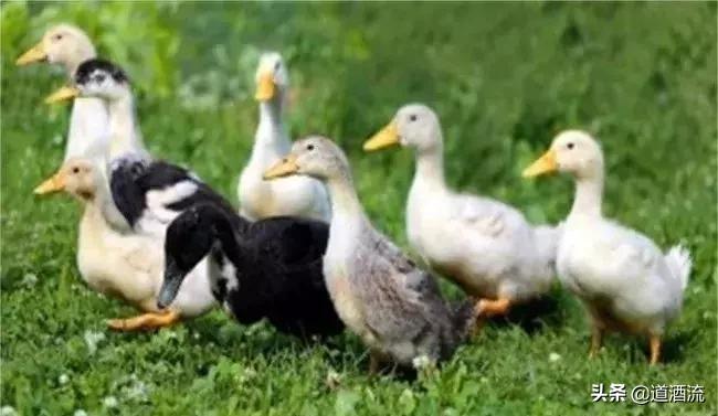 鸭中暑死亡时间,鸭子中暑的症状及防治方法