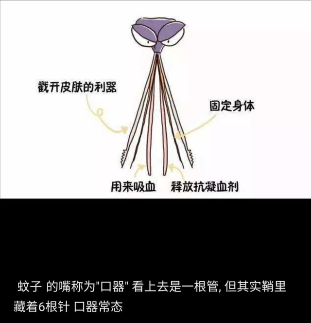 显微镜下的蚊子嘴巴,显微镜下的蚊子吸血全过程