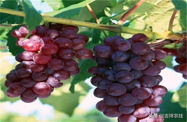 红提温室葡萄栽培技术视频,平架红提葡萄栽培技术