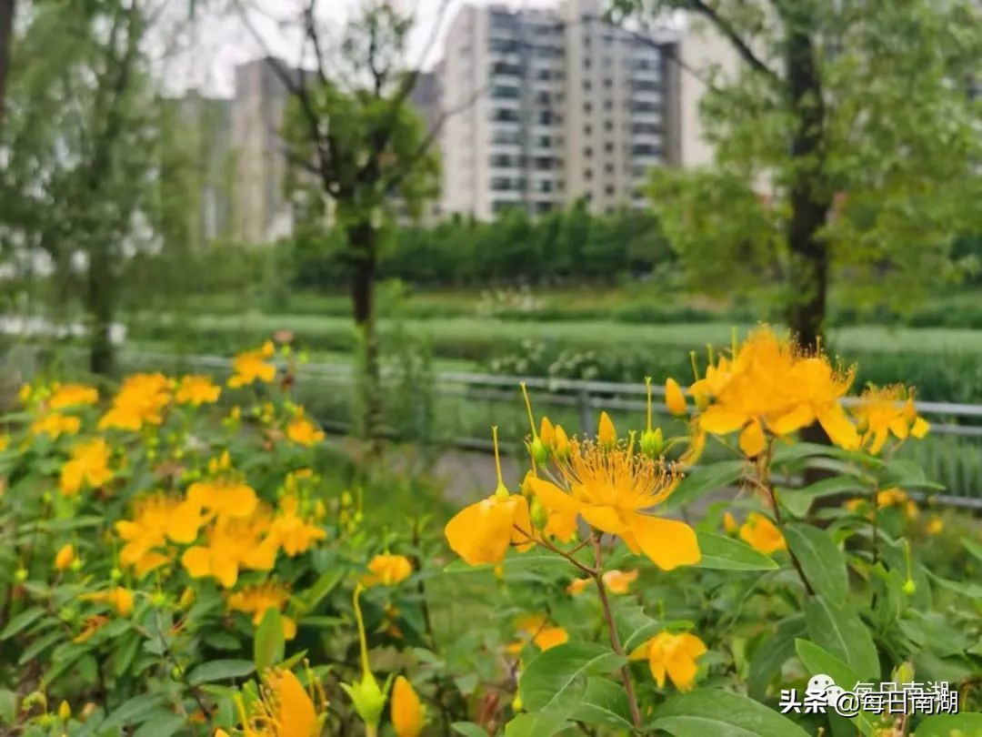 南湖的生态公园,南湖公园在未来哪里