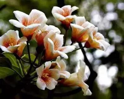 拍摄花的花语,100种摄影基础美学