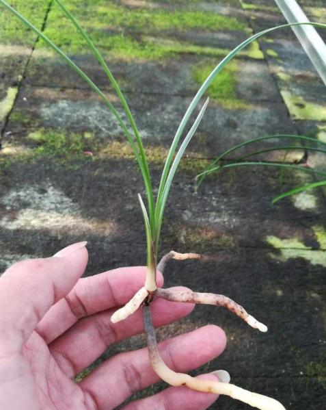 兰花带花蕾大苗图片,带花苞的兰花是什么样子的