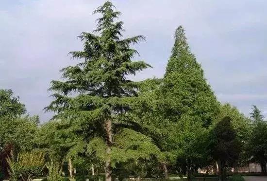 苗木种类名称大全,绿化中的苗木代号