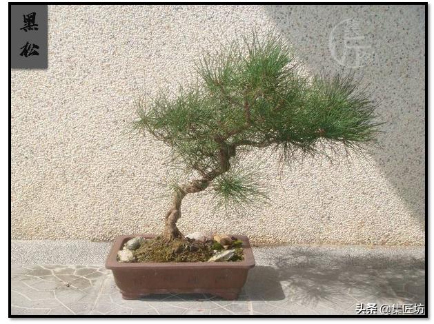 树势不旺的黑松盆景如何养护 (黑松盆景几年换盆比较好)