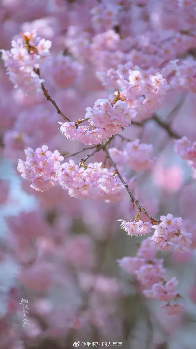 濡備綍鍖哄垎妯辫姳妗冭姳姊ㄨ姳鏉忚姳娴锋,妯辫姳妗冭姳鏉庤姳鏉忚姳濡備綍鍖哄垎