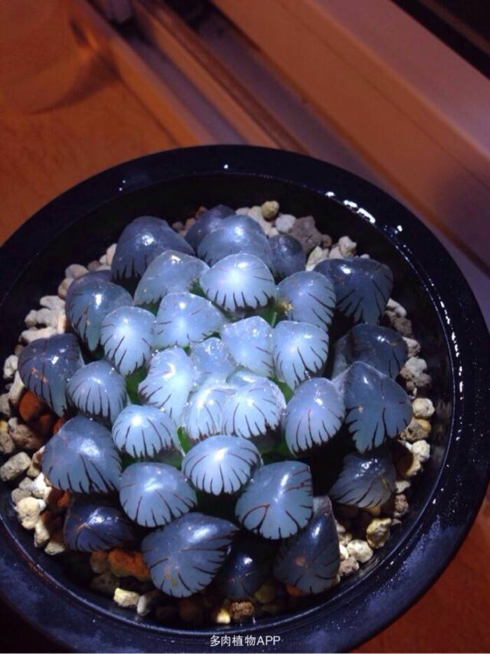 100种常见多肉植物图鉴收藏,1000种多肉植物图鉴及名字