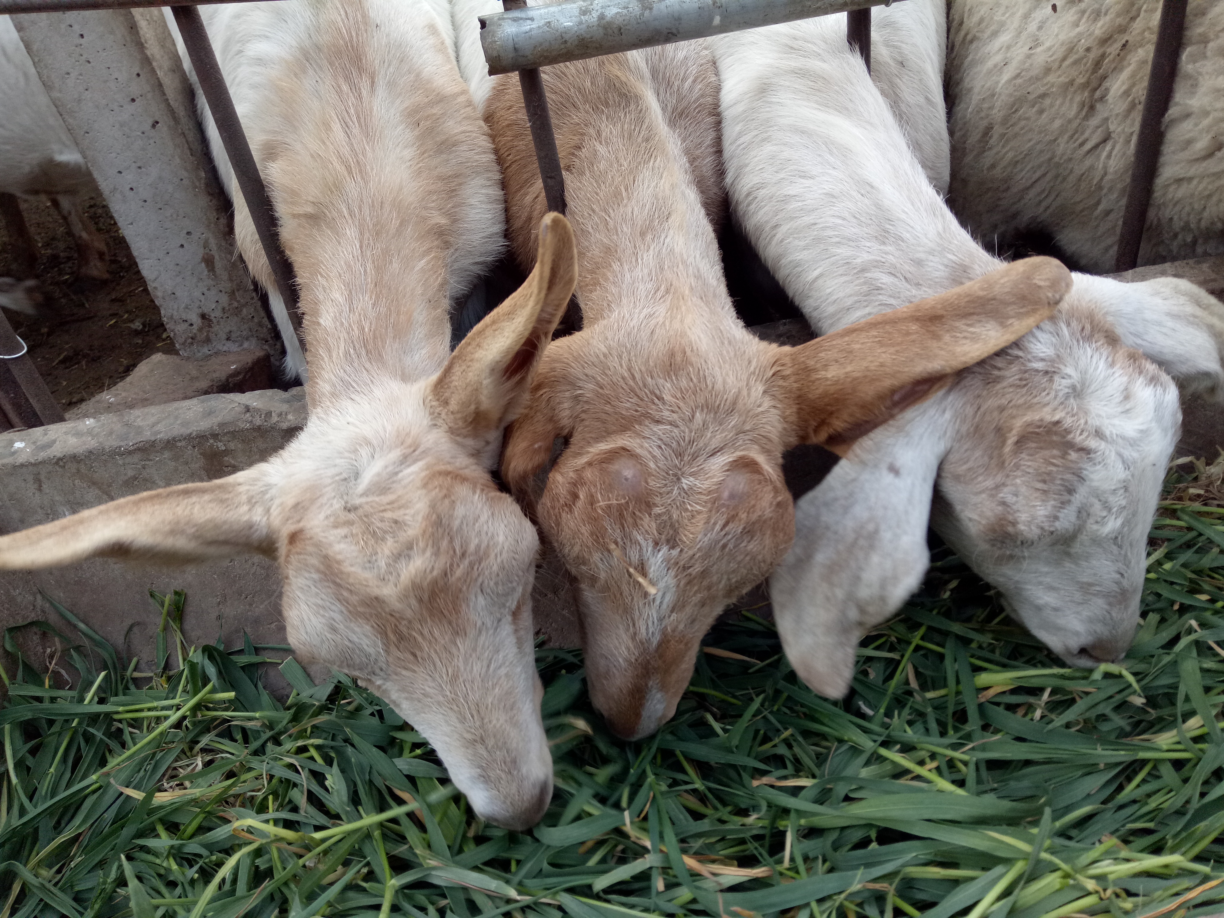 羊产前瘫痪用什么药,产前瘫痪的羊怎么进行治疗