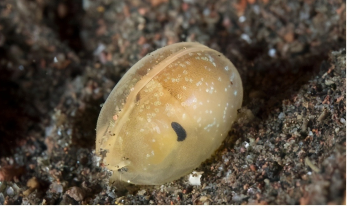 显微镜观察人类精子放大100倍,琥珀里的大型生物