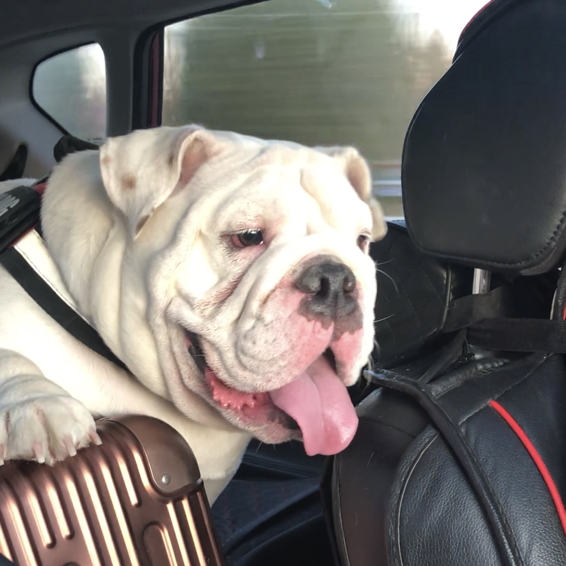 英牛怀孕成功率,英牛孕期多少天