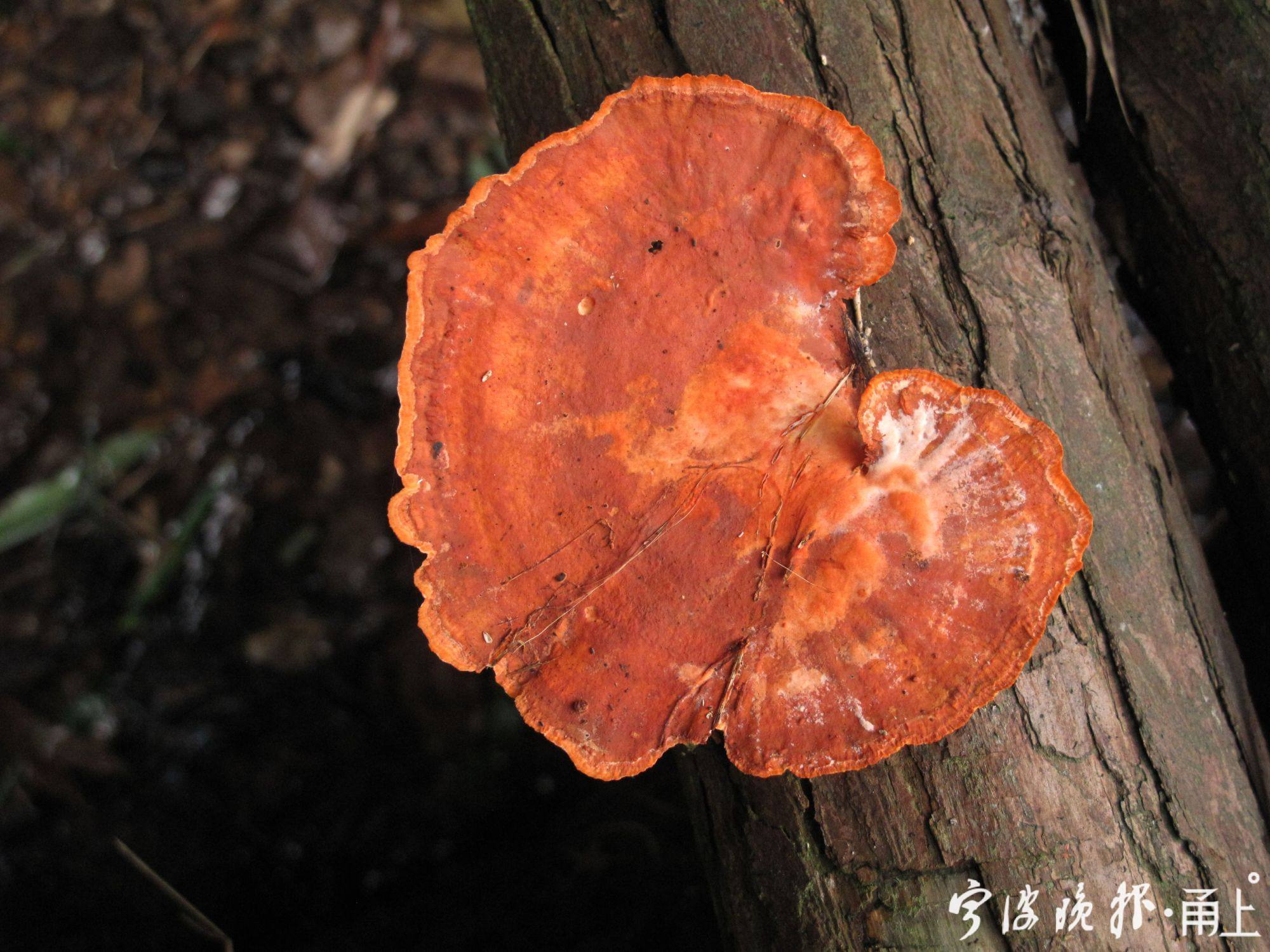超长梅雨季菌物“狂欢”！鲜艳的有毒朴素的无毒？不一定！一起来了解下