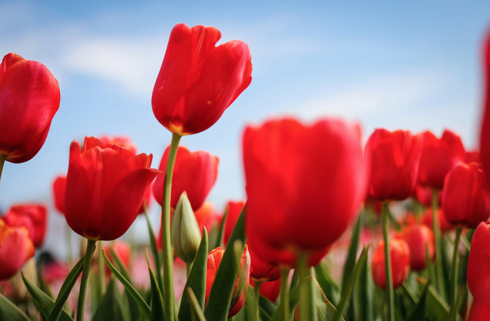 郁金香花茎下垂怎么补救,郁金香花歪了怎么扶正
