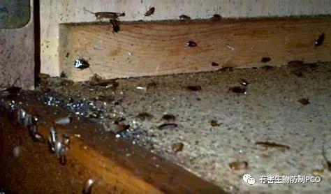 如何消灭蟑螂最有效的办法,怎么消灭蟑螂才是最好的方法
