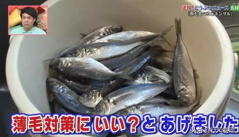 日本猕猴成功开启治疗头秃的大门,麻麻再也不用担心我的头发!