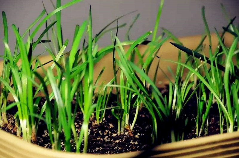 韭菜割了不长了,韭菜割也割不完