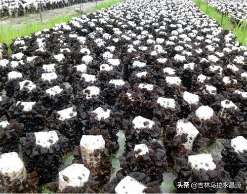 干货长白山特产玉木耳,吉林长白山脚下正宗的东北秋木耳