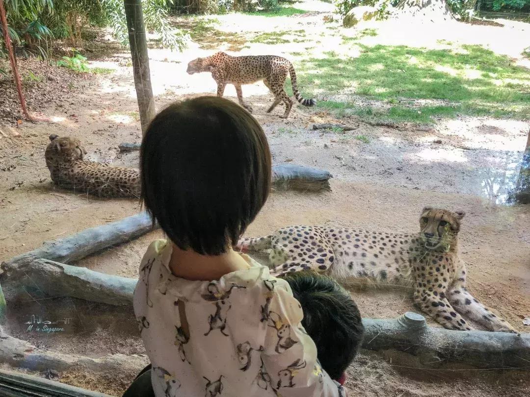 新加坡遛娃最佳地点,新加坡遛娃的好去处