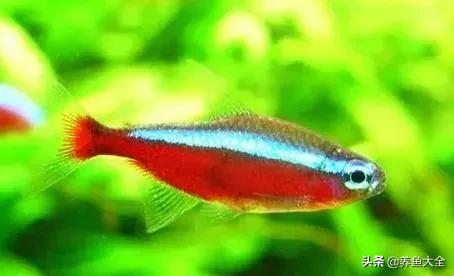 适合裸缸养的中小型热带观赏鱼,水草缸小型热带鱼