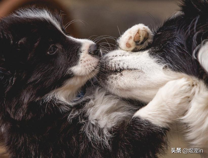 边牧老是撕咬自己的窝,为什么边牧把屎叼到窝里