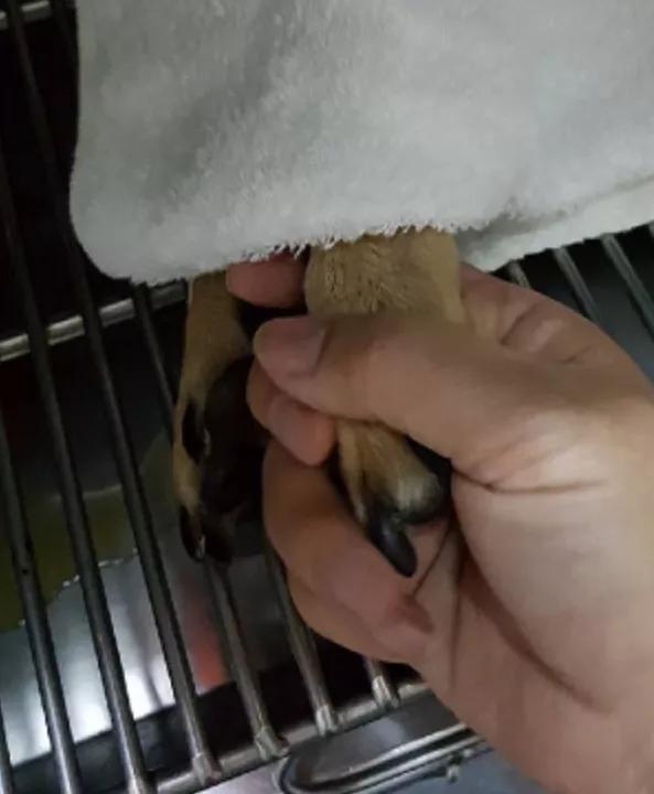 狗狗误食一点点巧克力会死吗,狗狗吃了巧克力轻微中毒的症状