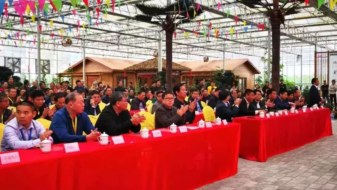 精品寒兰展,福建连城寒兰节