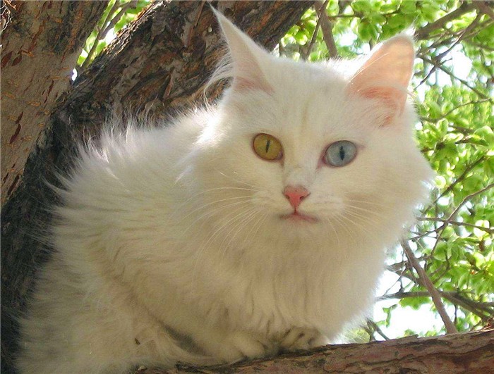 临清狮子猫和长毛狸花猫,临清狮子猫配狸花猫