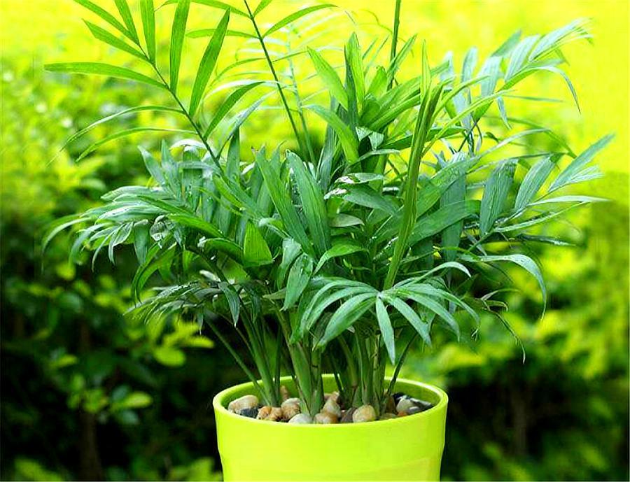 袖珍椰子怎么养大盆,室内袖珍椰子的养殖方法