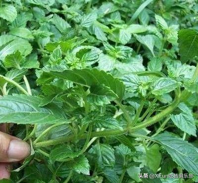 食物届隐藏魔术师！骗你没商量