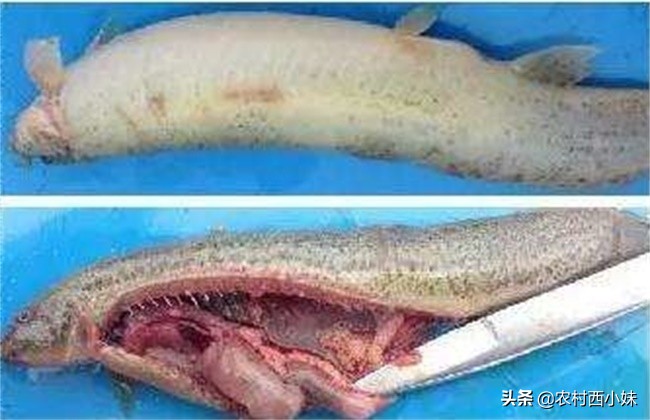 帆布池养殖泥鳅水霉病的防治,泥鳅养殖常见疾病的防治方法