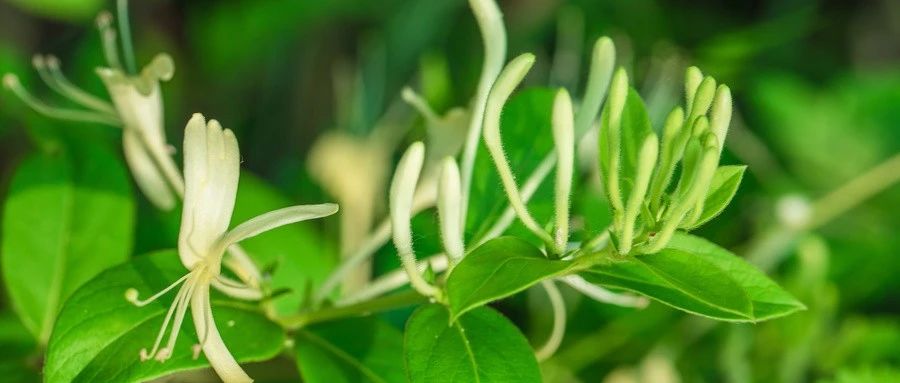 女性养生方子,健康方子有哪些