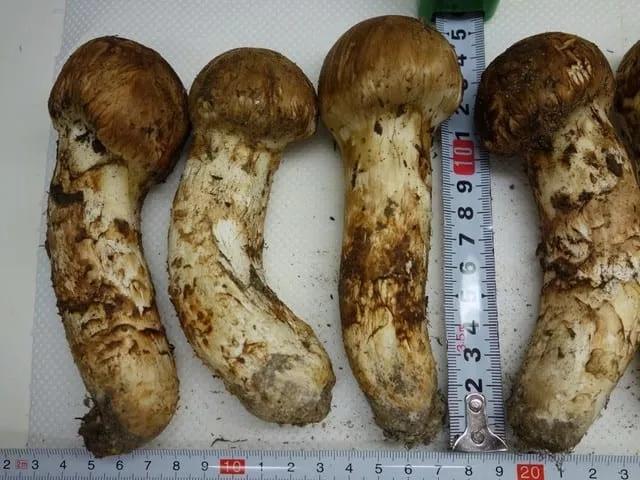 松茸菌干货的吃法,新鲜松茸菌怎么做好吃一点