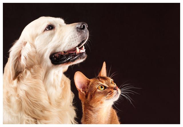 宠物毛发到处飞,宠物长杂毛该怎么办