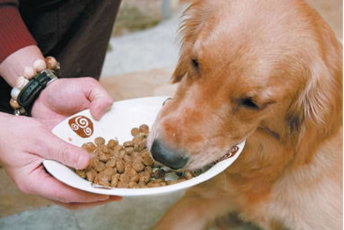 狗狗做了感人的事,暖心举动狗狗