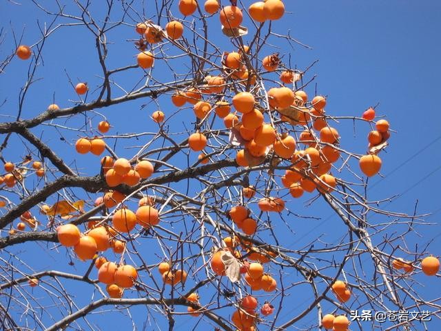 征歌展播:《唱井陉》(宋海波词,冀文飞曲,时丽丽演唱)