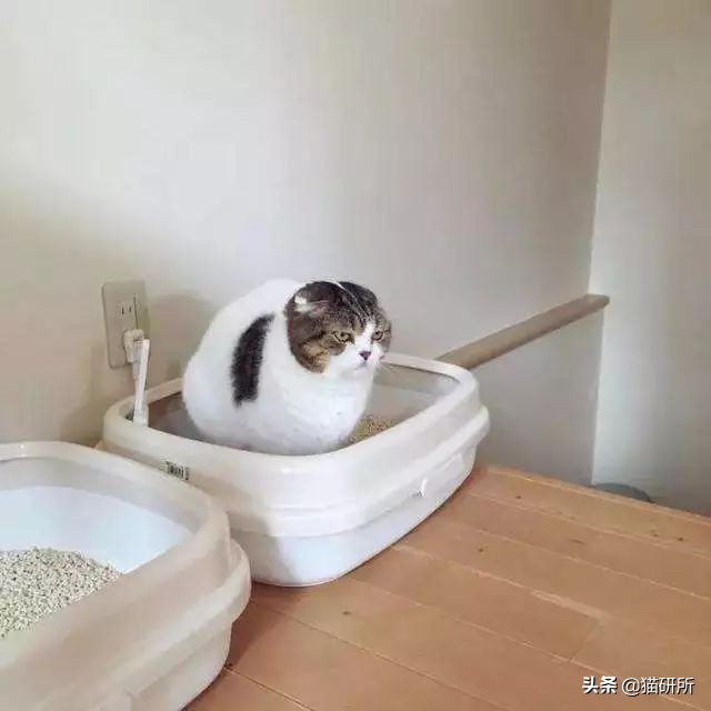 铲屎官猫砂推荐,猫砂推荐铲屎官必备