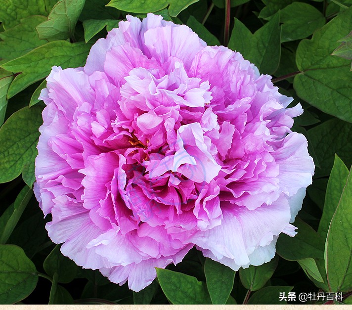 粉色牡丹什么品种好养,西南牡丹太平红