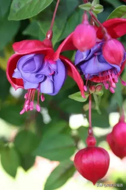 除夕快乐，第一个祝福送给你！愿你新的一年，美满幸福吉祥如意