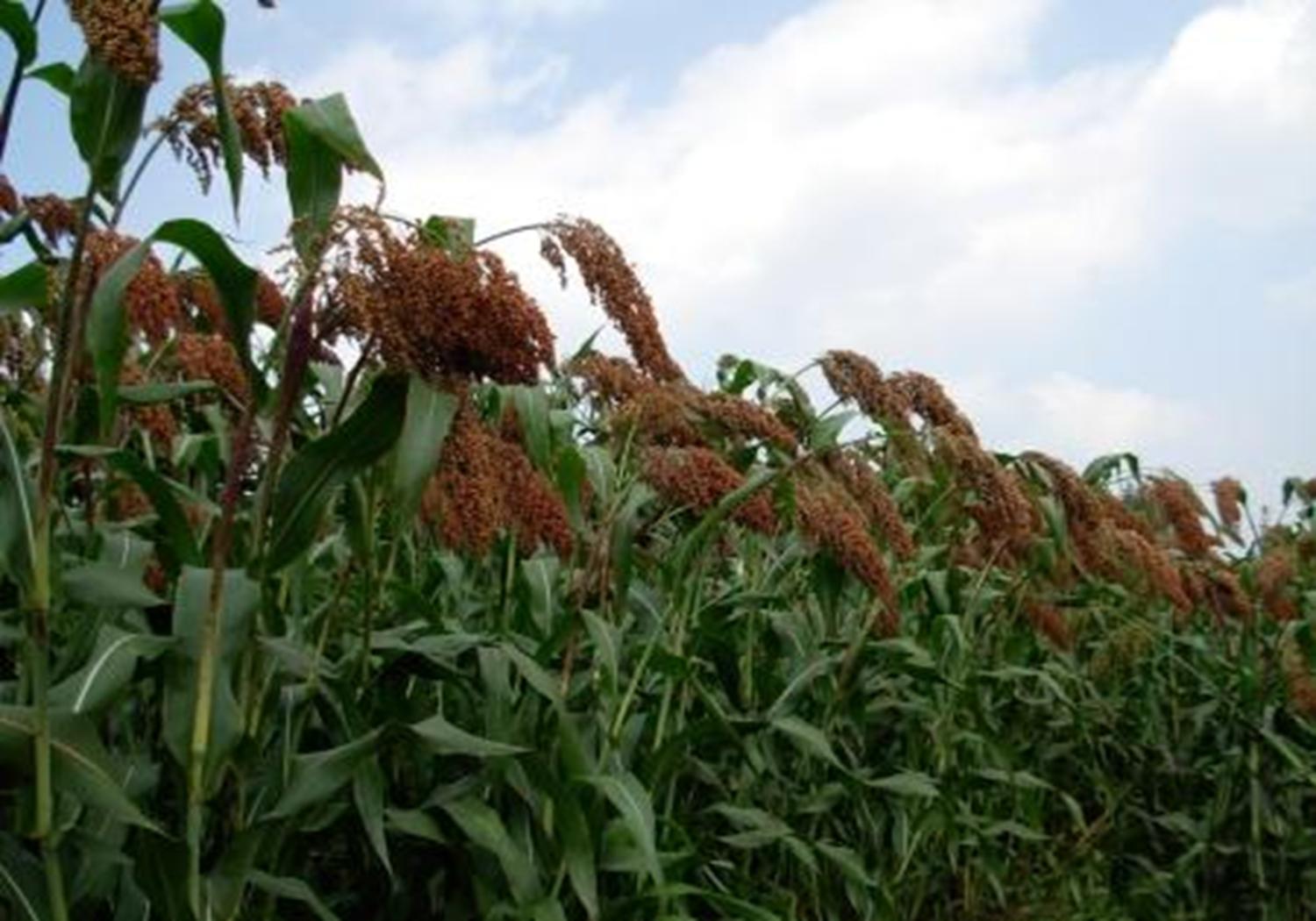 高粱的种植技术要点有哪些,春播高粱比夏播高粱高产吗