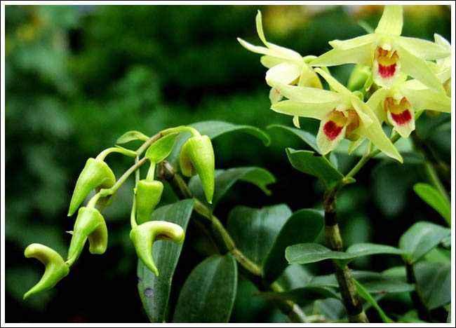 养的花不生长怎么办,养的花不生根是什么原因