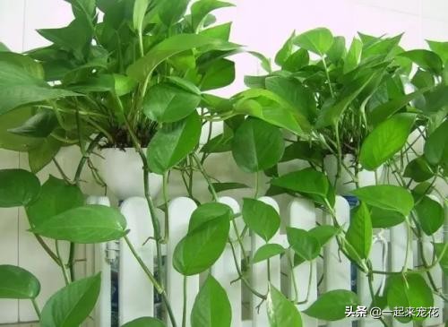 绿萝千万别这么养，一养就黄叶招虫，学会这一招，绿的能流油！