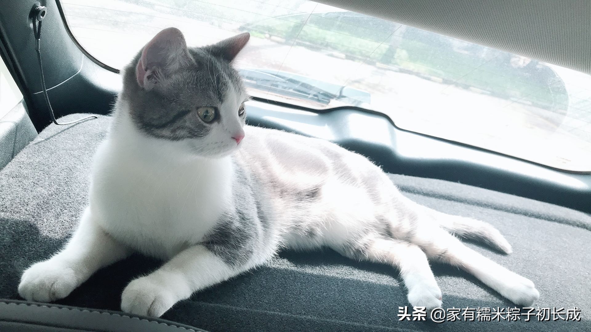 严重猫癣的症状及治疗方法,猫癣怎么治越来越严重了
