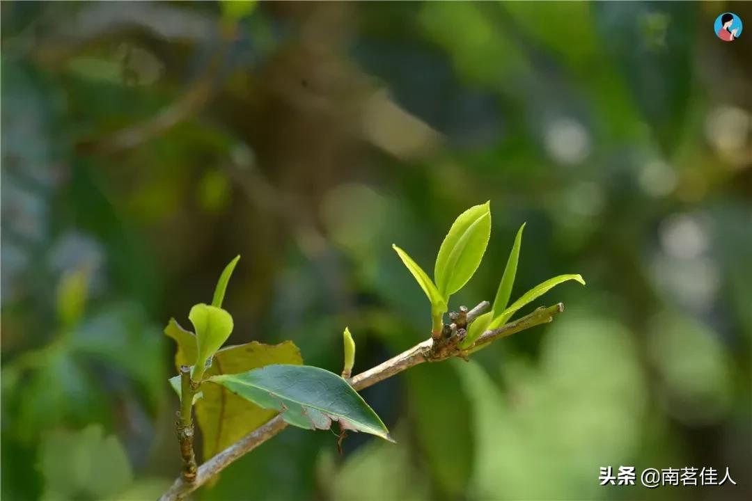 一口气茶,春茶夏茶秋茶冬茶排名