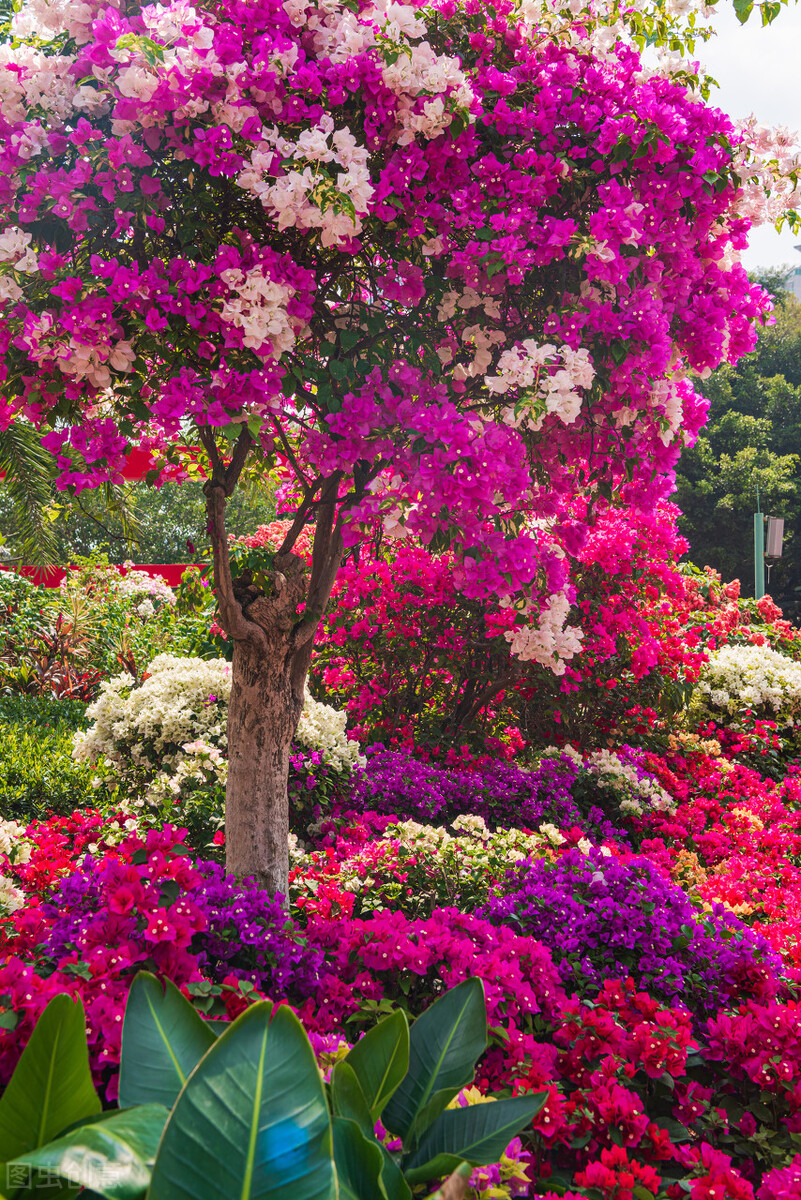 这三种花越养越值钱,这三种花千万不要养在家里