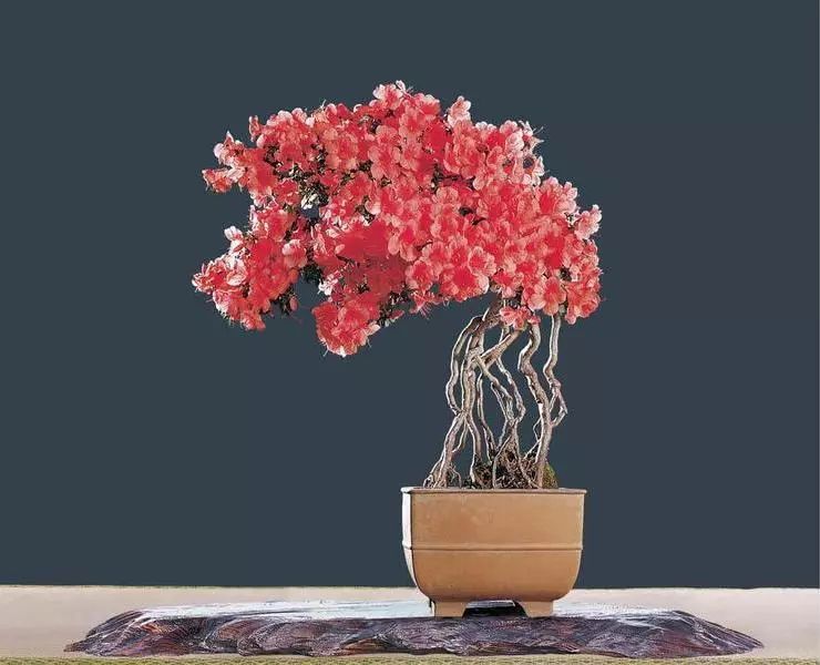 廉价杜鹃,干枝山杜鹃