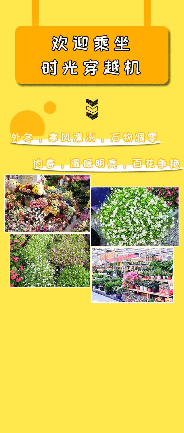 郑州三大花卉市场都是哪个,郑州哪个花卉市场最全