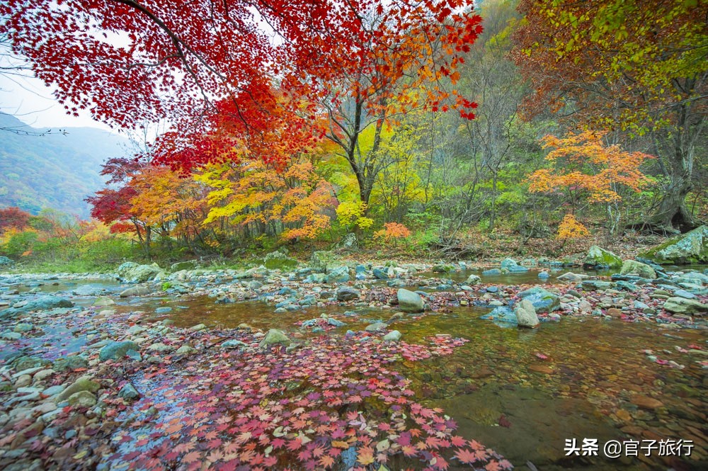 中华枫叶之路自驾游攻略,中华枫叶大道自驾游路线
