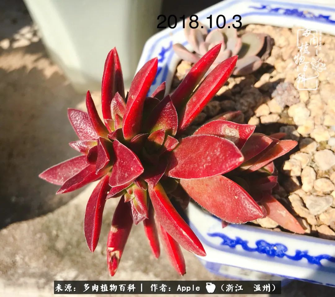 多肉成长记观察记录怎么写,多肉成长记录观察展板