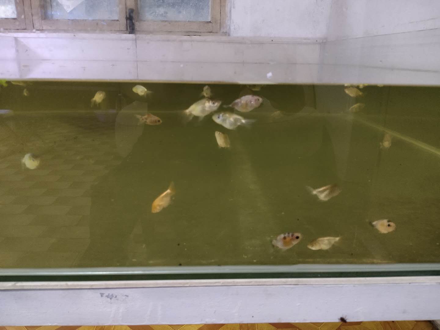 网上买的小金鱼不好活吗,为什么买的小金鱼总是死