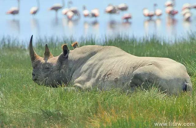 犀牛是否是牛科动物,动物大百科介绍之犀牛