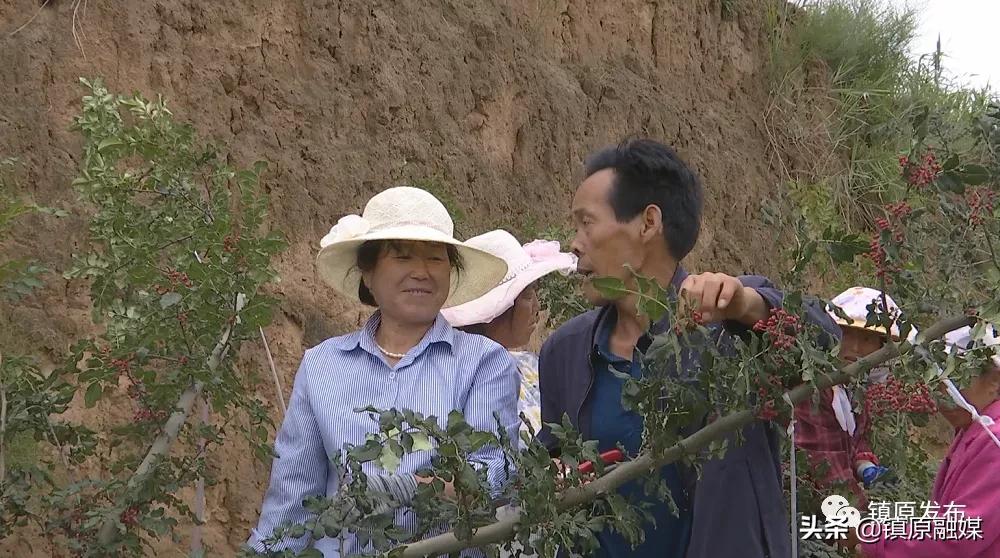 镇原花椒,襄汾花椒映红致富路