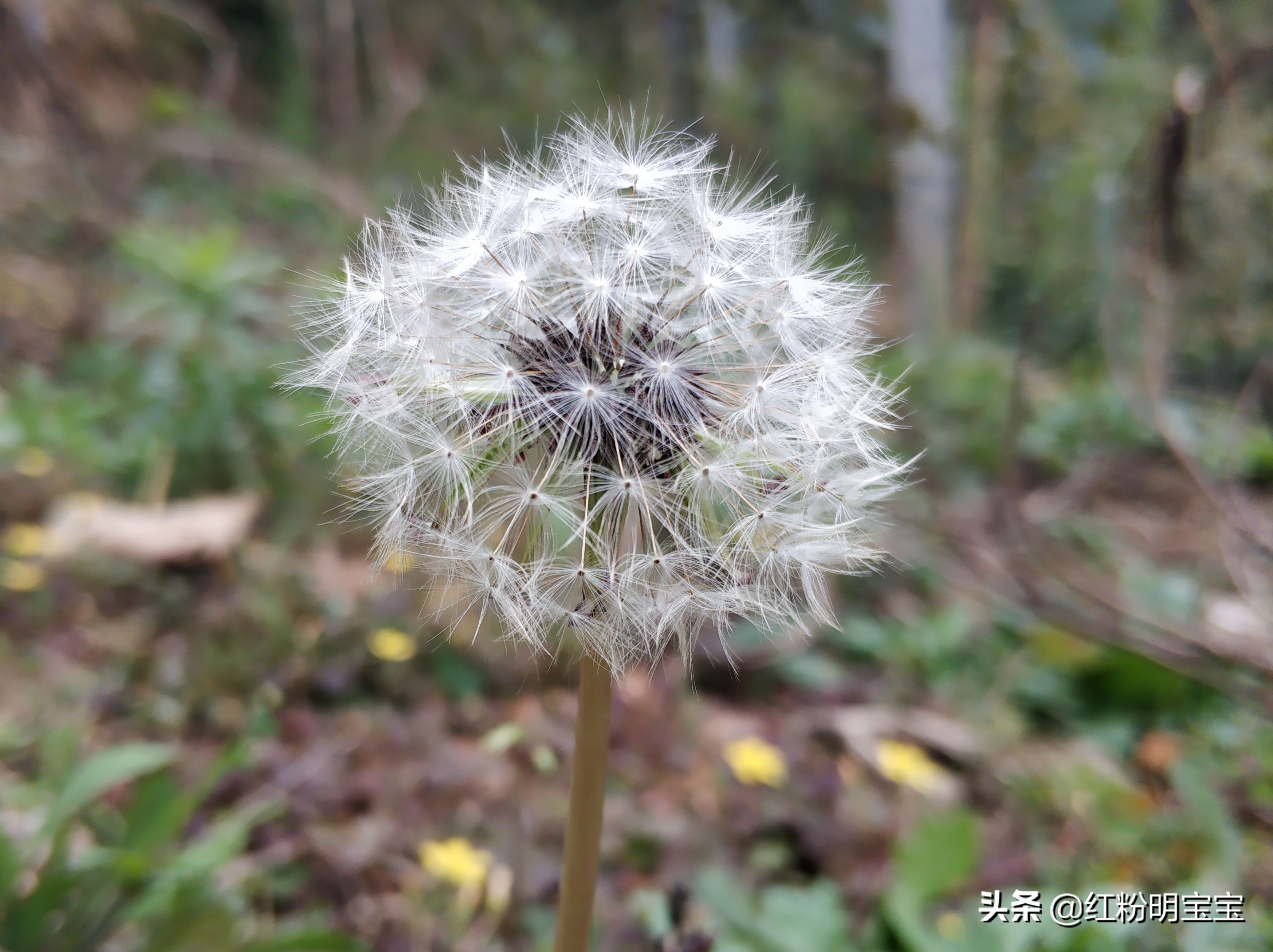 秦岭蒲公英花海,秦岭山下的蒲公英
